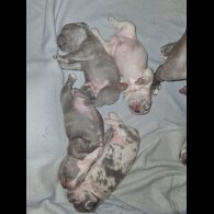 French Bulldog - Both