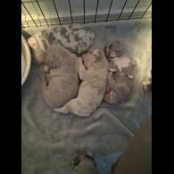 French Bulldog - Both