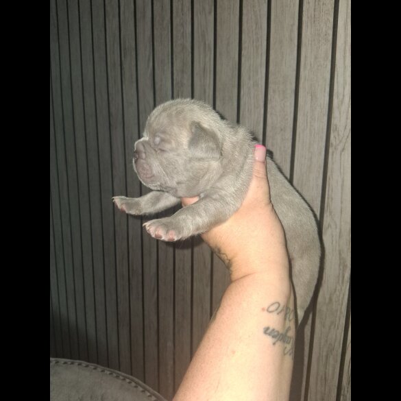 French Bulldog - Both