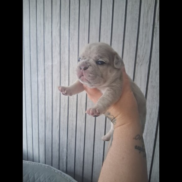 French Bulldog - Both