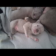 French Bulldog - Both