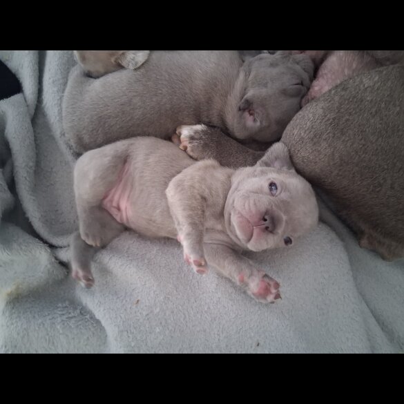 French Bulldog - Both
