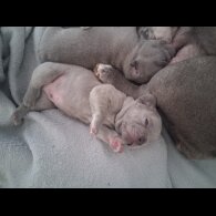 French Bulldog - Both