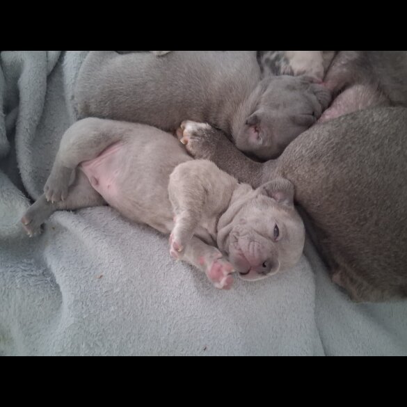 French Bulldog - Both