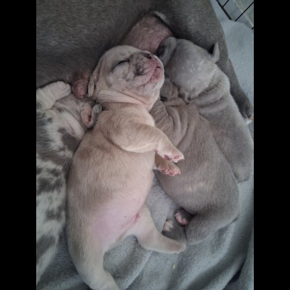 French Bulldog - Both