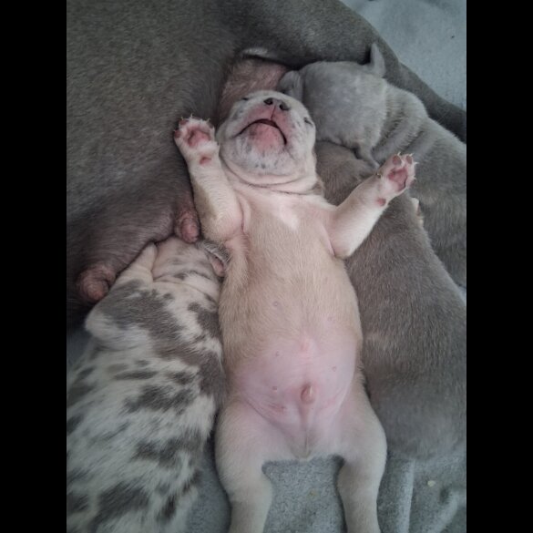French Bulldog - Both