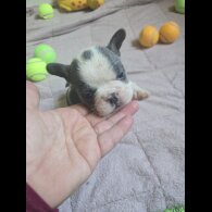 French Bulldog - Bitches
