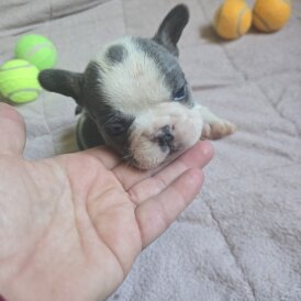 French Bulldog - Bitches