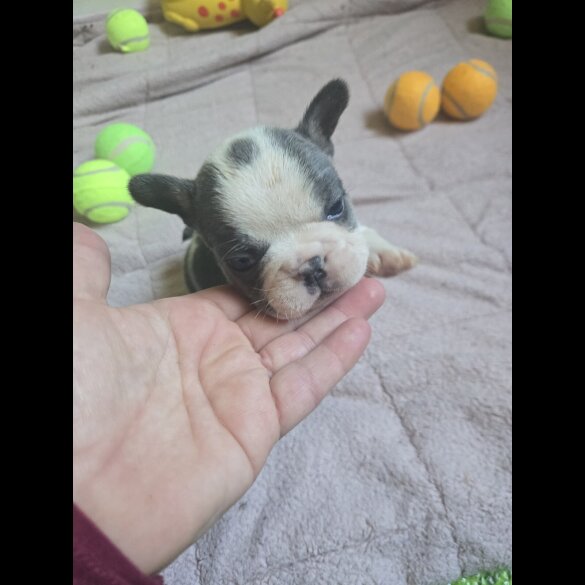 French Bulldog - Bitches
