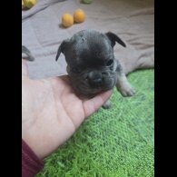 French Bulldog - Bitches