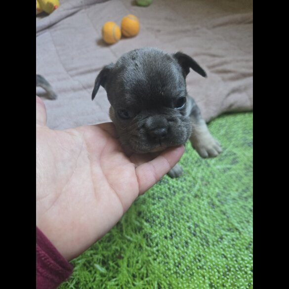 French Bulldog - Bitches