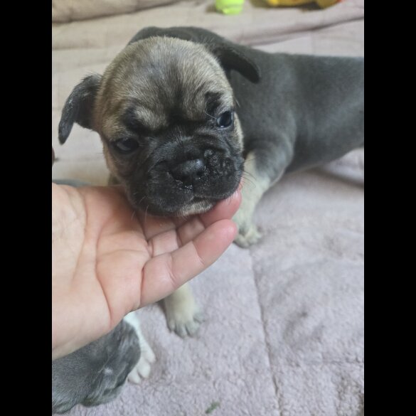 French Bulldog - Bitches