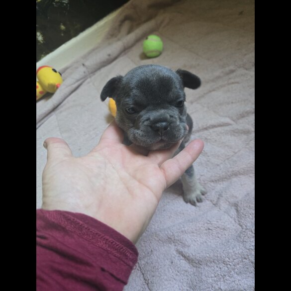 French Bulldog - Bitches