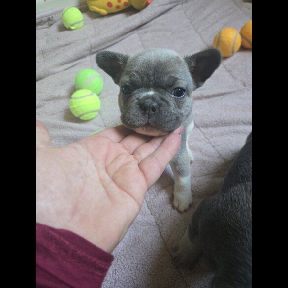 French Bulldog - Bitches