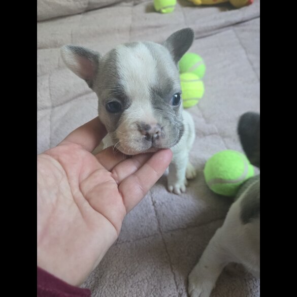 French Bulldog - Bitches