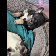 French Bulldog - Bitches