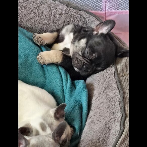 French Bulldog - Bitches