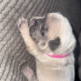 French Bulldog - Both