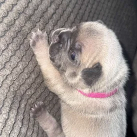 French Bulldog - Both