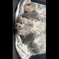 French Bulldog - Both