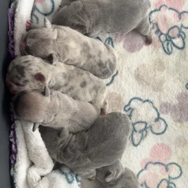 French Bulldog - Both