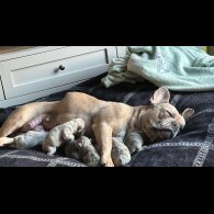 French Bulldog - Both