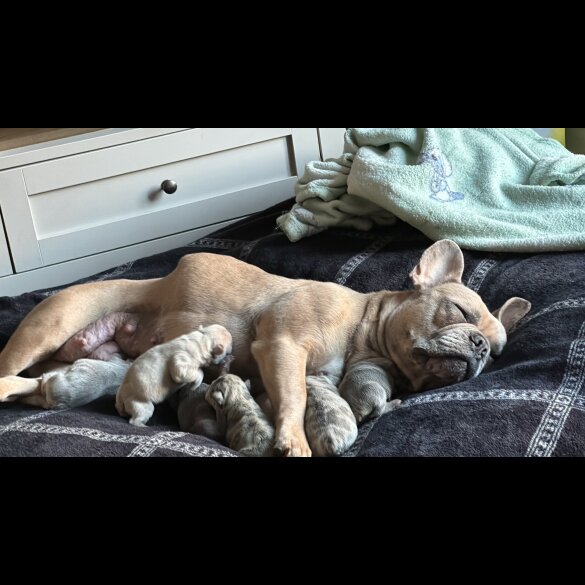 French Bulldog - Both