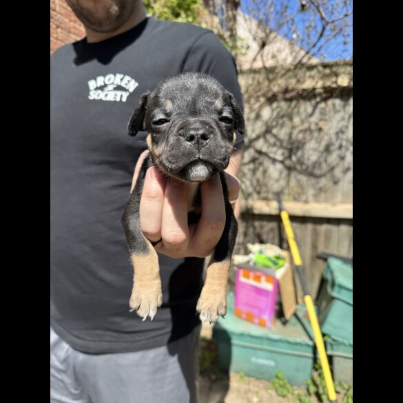 Bull Terrier - Both