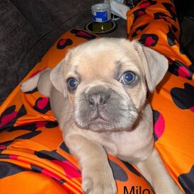 Frug - Dogs
