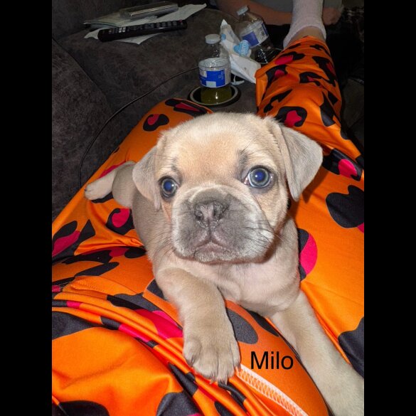 Frug - Dogs