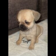 Frug - Dogs