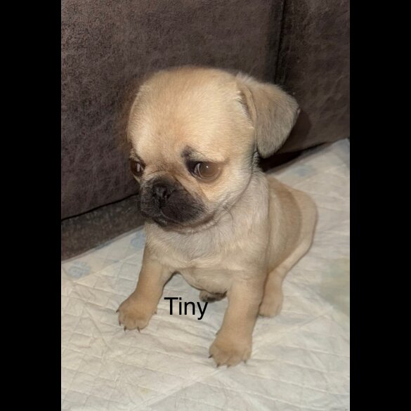 Frug - Dogs