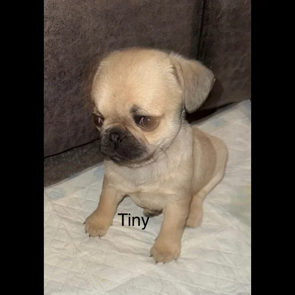 Frug - Dogs