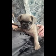 Frug - Dogs