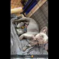 Frug - Dogs
