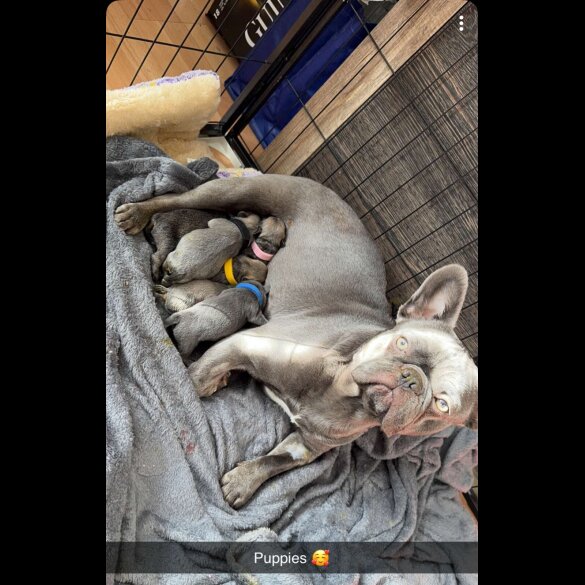 Frug - Dogs