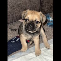 Frug - Dogs