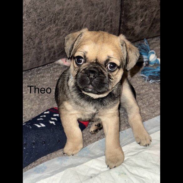 Frug - Dogs
