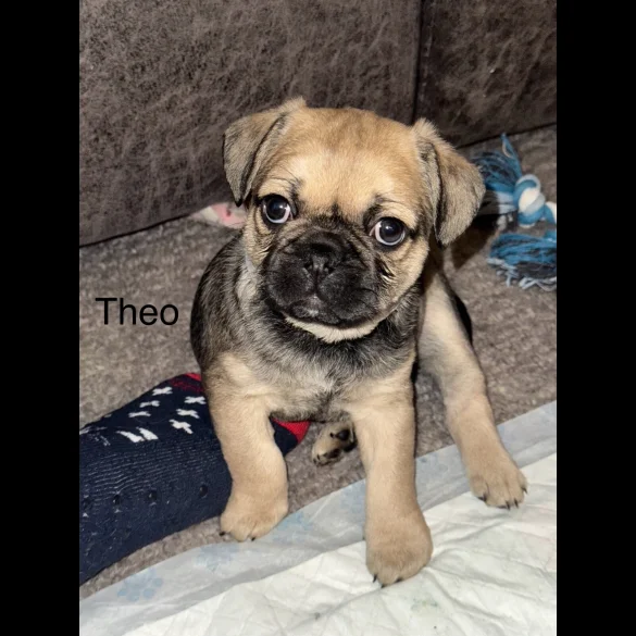 Frug - Dogs