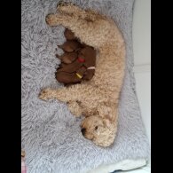 Cavapoo - Both