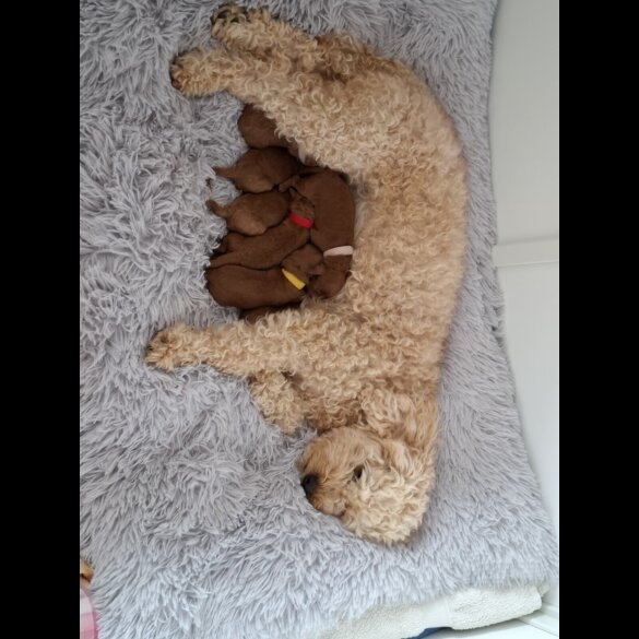 Cavapoo - Both