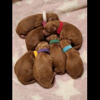Cavapoo - Both