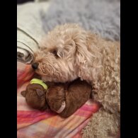 Cavapoo - Both