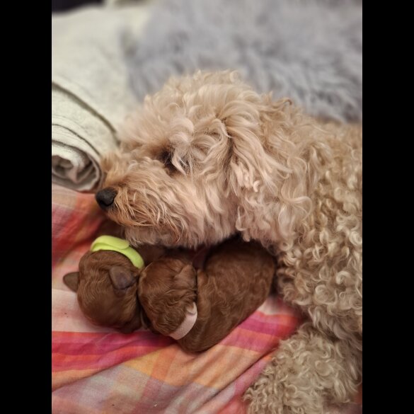 Cavapoo - Both