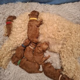 Cavapoo - Both