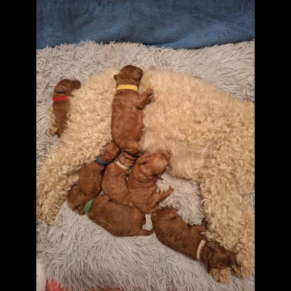 Cavapoo - Both