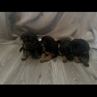 Mixed Breed - Both