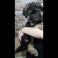 German Shepherd (Alsatian) - Dogs