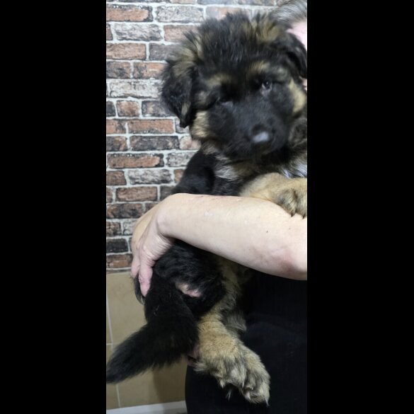 German Shepherd (Alsatian) - Dogs