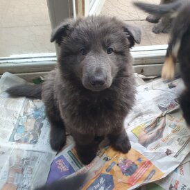 German Shepherd (Alsatian) - Both